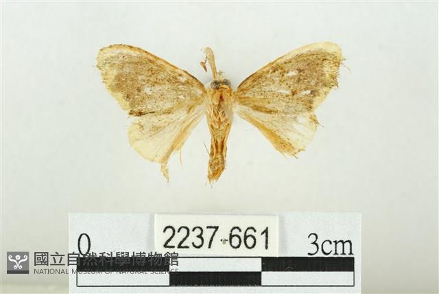黑翅黃毒蛾藏品圖，第2張