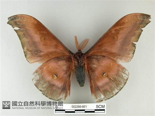 紅目天蠶蛾藏品圖，第2張