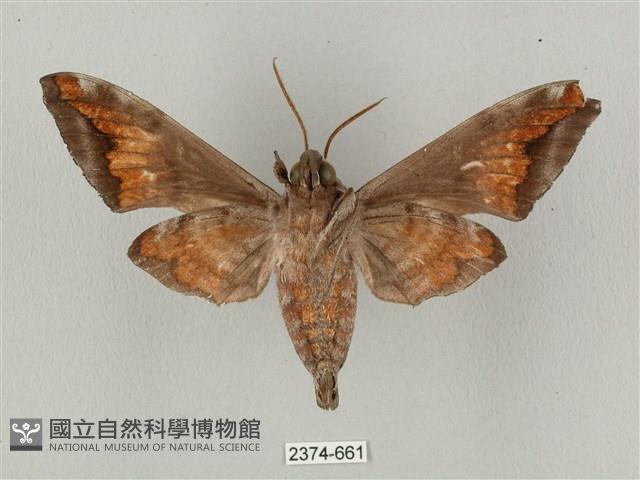 全緣缺角天蛾藏品圖，第2張