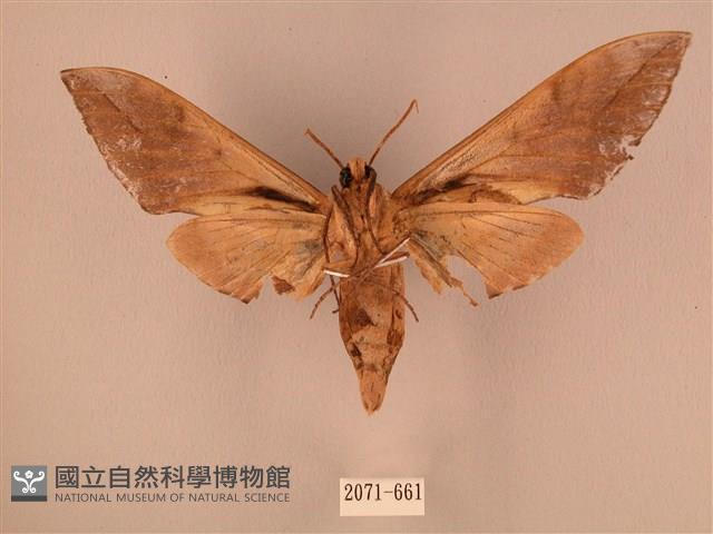 波紋豆天蛾藏品圖，第2張