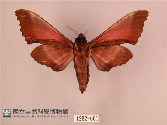 桃紅六點天蛾藏品圖，第2張