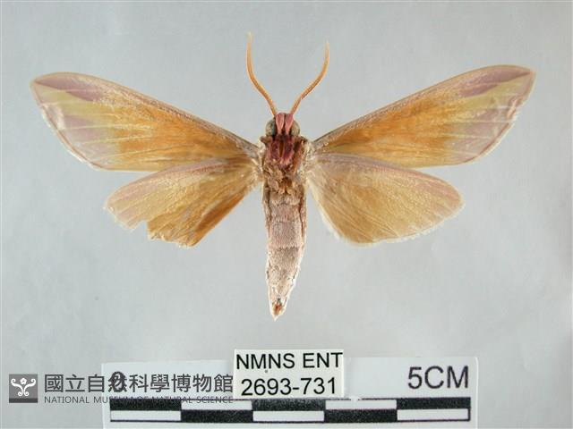 雙黃條天蛾藏品圖，第2張