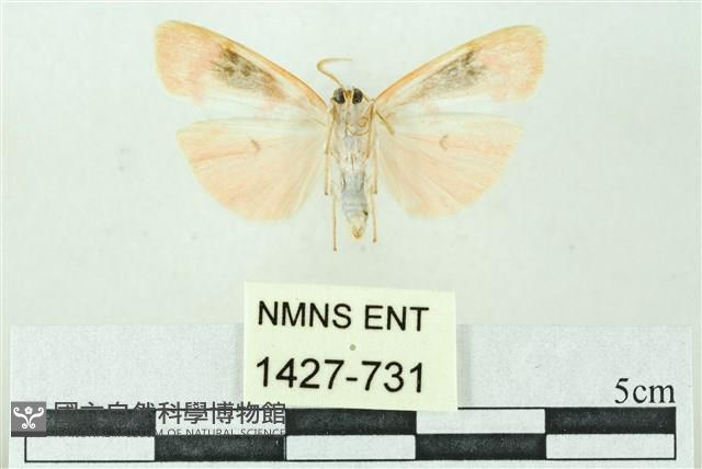 臺雪苔蛾藏品圖，第2張