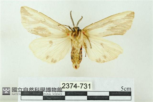 赭新污燈蛾藏品圖，第2張