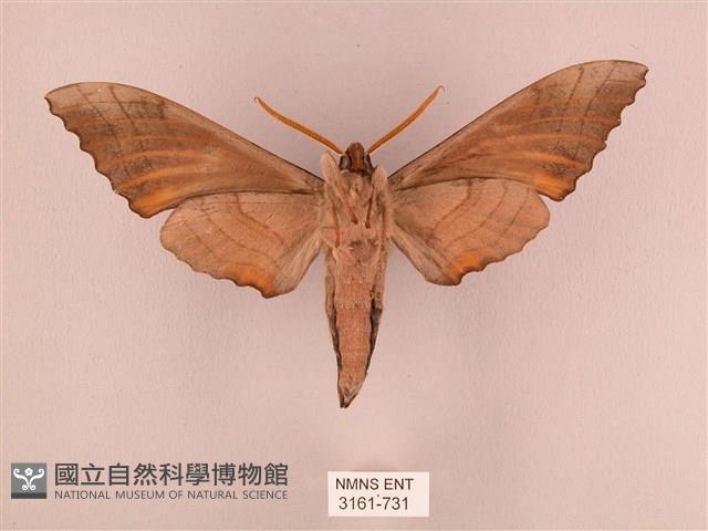 栗六點天蛾藏品圖，第2張