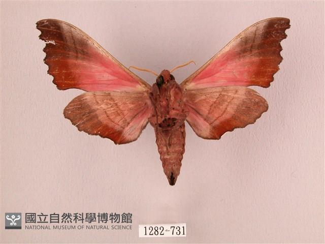 桃紅六點天蛾藏品圖，第2張