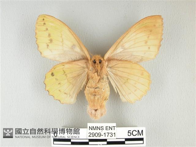 青枯葉蛾藏品圖，第2張