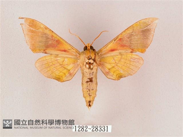 榆綠天蛾藏品圖，第2張