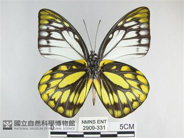 鋸粉蝶藏品圖，第2張