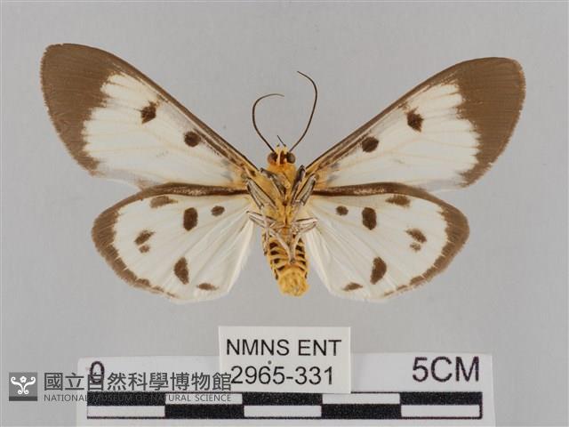 長斑擬燈蛾藏品圖，第2張