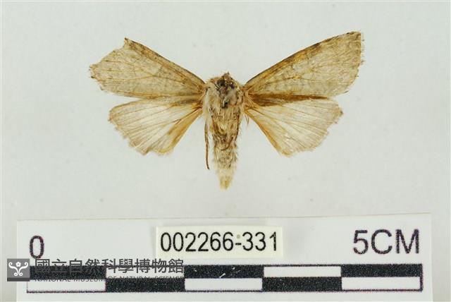 帶波紋蛾藏品圖，第2張
