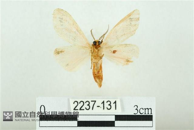 三條橙燈蛾藏品圖，第2張