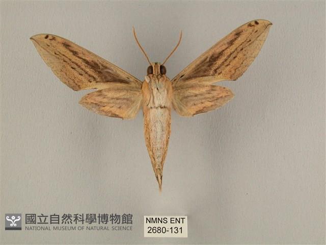 棕綠背線天蛾藏品圖，第2張