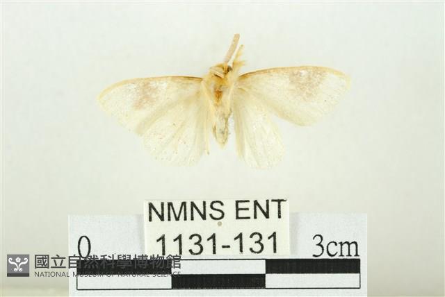 寬紋黃毒蛾藏品圖，第2張