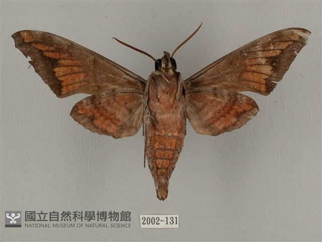 全緣缺角天蛾藏品圖，第2張