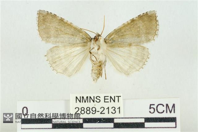 臺灣銀斑異波紋蛾藏品圖，第2張