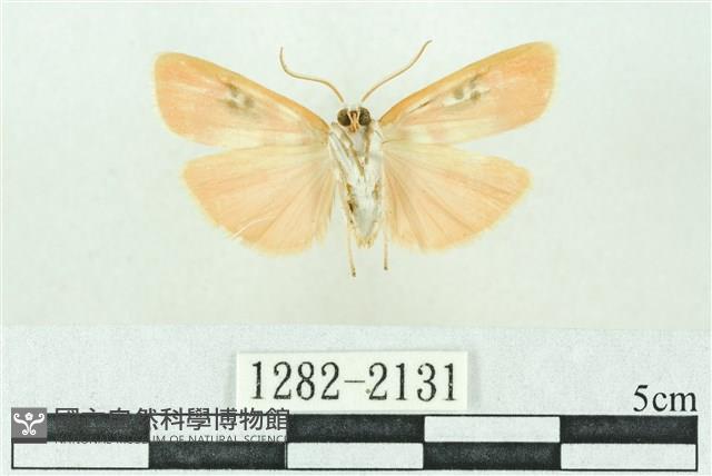 臺雪苔蛾藏品圖，第2張