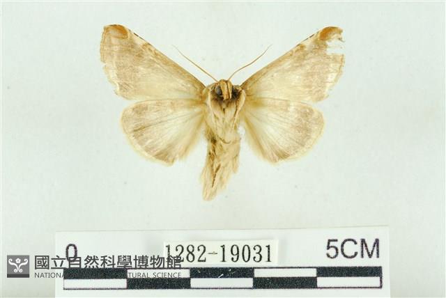 印華波紋蛾藏品圖，第2張