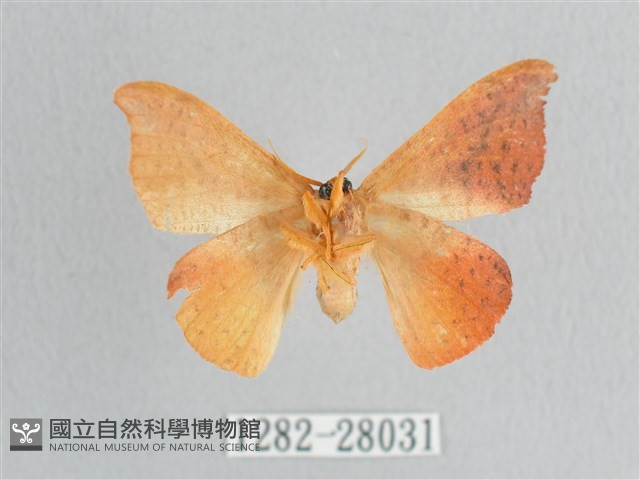 接骨木帶鉤蛾藏品圖，第2張