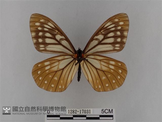 臺灣絹蛺蝶藏品圖，第2張