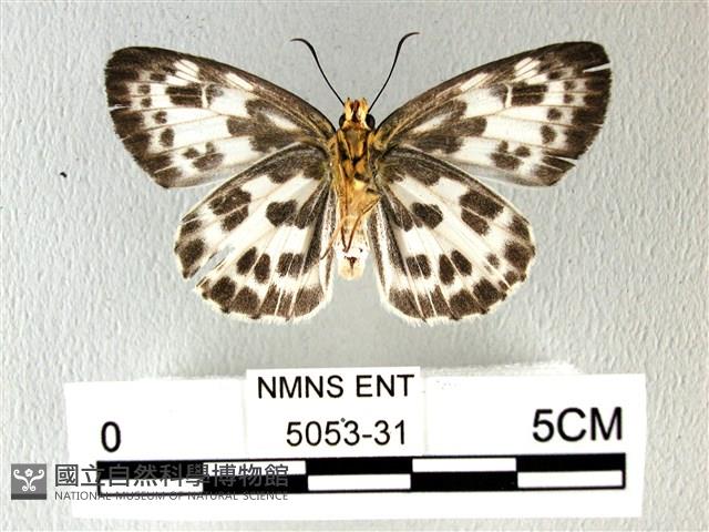 白弄蝶藏品圖，第2張