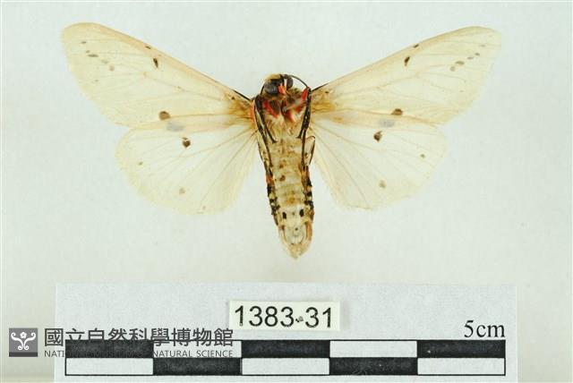 菊池污燈蛾藏品圖，第2張