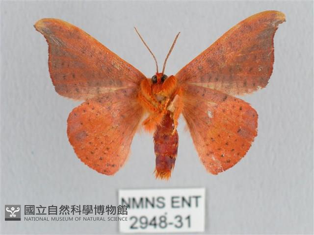 銀端帶鉤蛾藏品圖，第2張