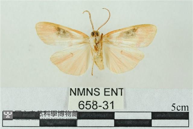 臺雪苔蛾藏品圖，第2張