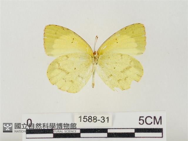 星黃蝶藏品圖，第2張