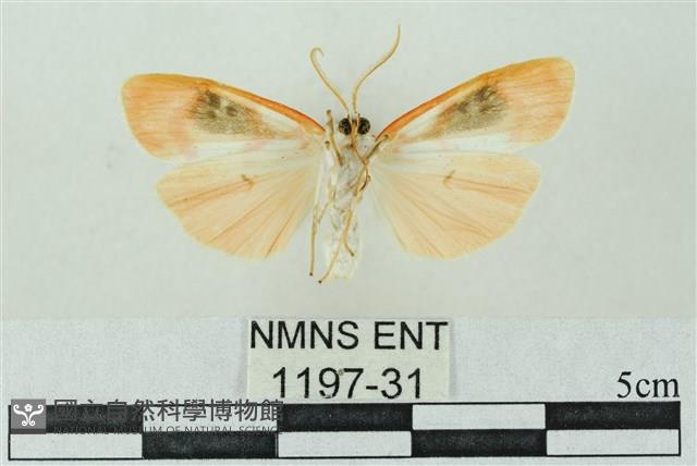 臺雪苔蛾藏品圖，第2張