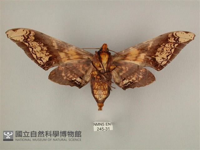 臀角斑天蛾藏品圖，第2張