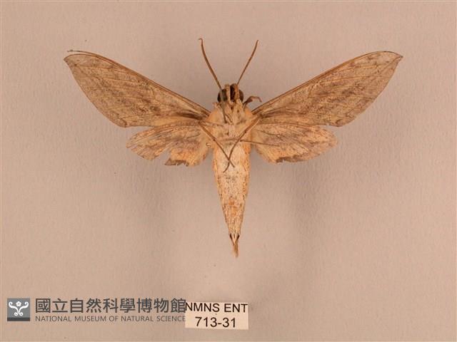 背線天蛾藏品圖，第2張