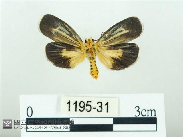 黃肩奇蛾藏品圖，第2張
