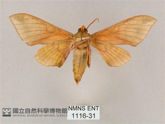 榆綠天蛾藏品圖，第2張