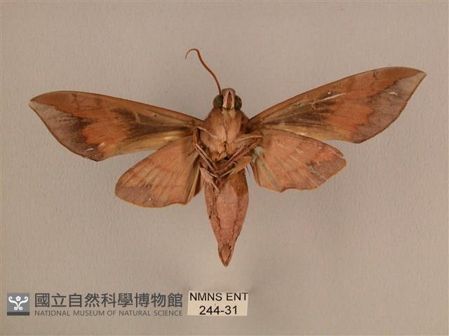 背中白天蛾藏品圖，第2張