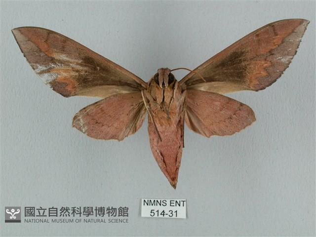 鋸線天蛾藏品圖，第2張