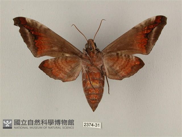 全緣缺角天蛾藏品圖，第2張