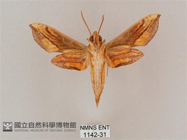 斜綠天蛾藏品圖，第2張