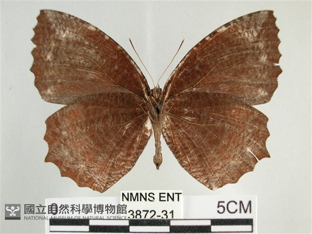 藍紋鋸眼蝶藏品圖，第2張
