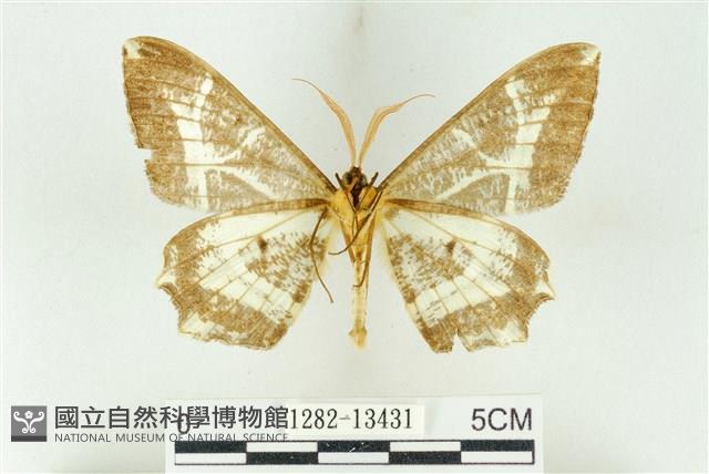 樹形尺蛾藏品圖，第2張