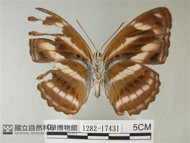 雙色帶蛺蝶藏品圖，第2張