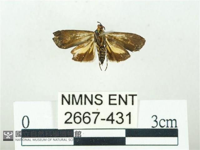 叉紋閃舞蛾藏品圖，第2張