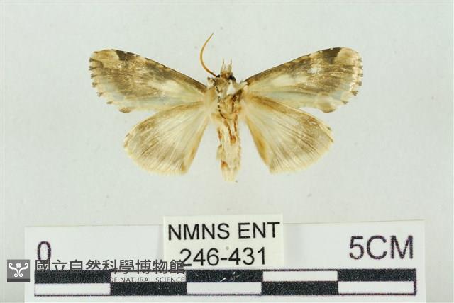 連珠波紋蛾藏品圖，第2張