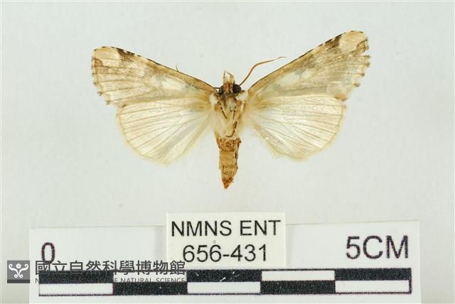 連珠波紋蛾藏品圖，第2張