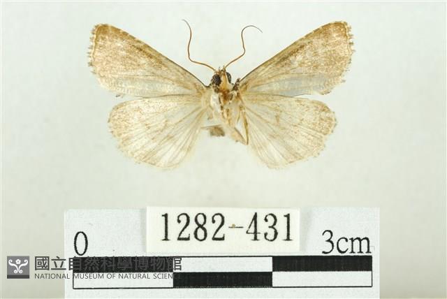 白斑散紋夜蛾藏品圖，第2張