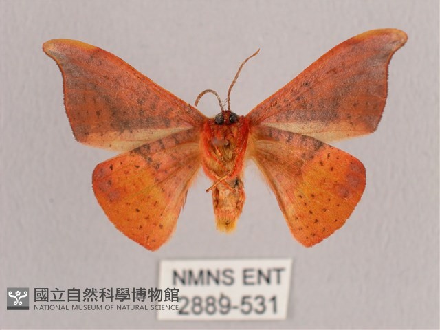 銀端帶鉤蛾藏品圖，第2張