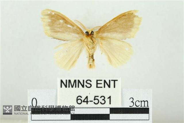 黑翅黃毒蛾藏品圖，第2張