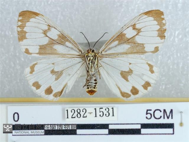 粉蝶燈蛾藏品圖，第2張