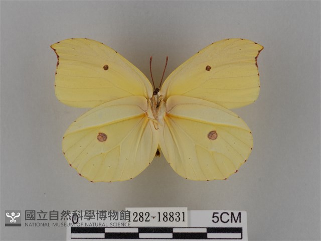 圓翅鉤粉蝶藏品圖，第2張
