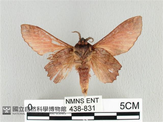 臺灣枯葉蛾藏品圖，第2張